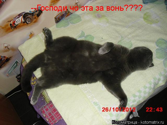 Котоматрица: --Господи чо эта за вонь????