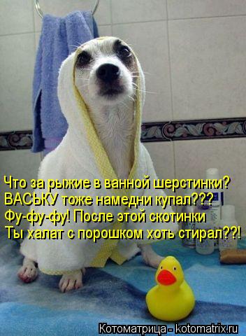Котоматрица: Что за рыжие в ванной шерстинки? ВАСЬКУ тоже намедни купал??? Фу-фу-фу! После этой скотинки Ты халат с порошком хоть стирал??!