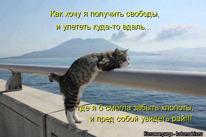 Котоматрица: Как хочу я получить свободы, и улететь куда-то вдаль... где я б смогла забыть хлопоты, и пред собой увидеть рай!!!