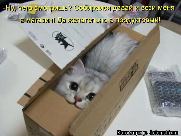 Котоматрица: -Ну, чего смотришь? Собирайся давай и вези меня в магазин! Да желательно в продуктовый!