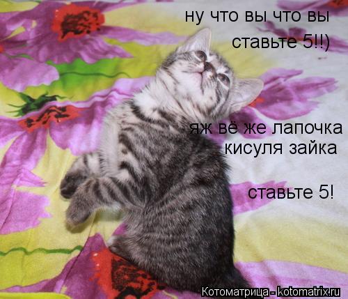ну что вы что вы ставьте 5!!) яж вё же лапочка кисуля зайка ставьте 5!... Котоматрица: ну что вы что вы ставьте 5!!) яж вё же лапочка кисуля зайка ставьте 5!