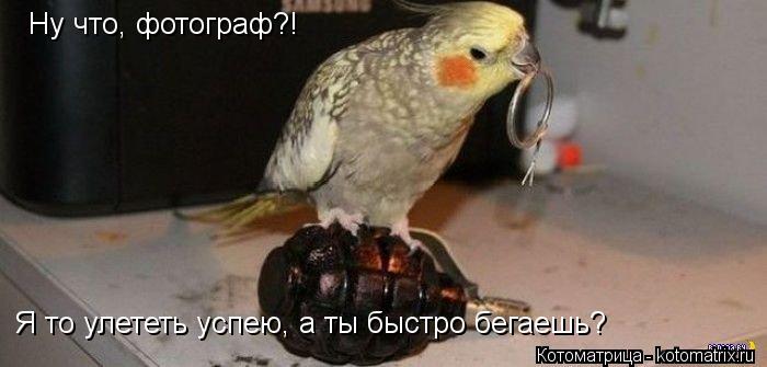 Ну что, фотограф?! Я то улететь успею, а ты быстро бегаешь?... Котоматрица: Ну что, фотограф?! Я то улететь успею, а ты быстро бегаешь?