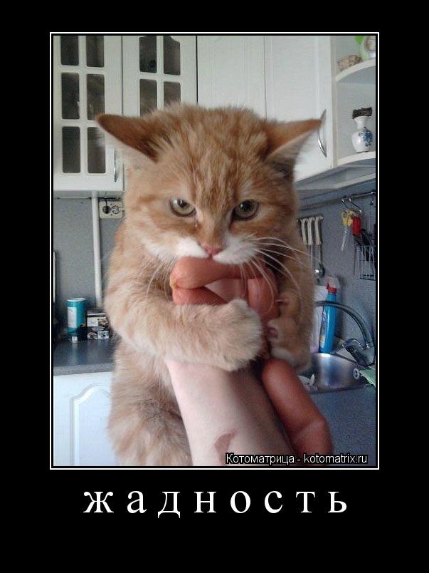 Котоматрица: жадность 