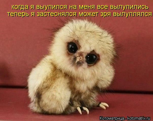 Котоматрица: когда я выупился на меня все вылупились теперь я застеснялся может зря вылуплялся