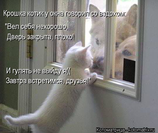 Котоматрица: "Вел себя нехорошо, Крошка котик у окна говорил со вздохом: Дверь закрыта, плохо! Завтра встретимся, друзья!" И гулять не выйду я((