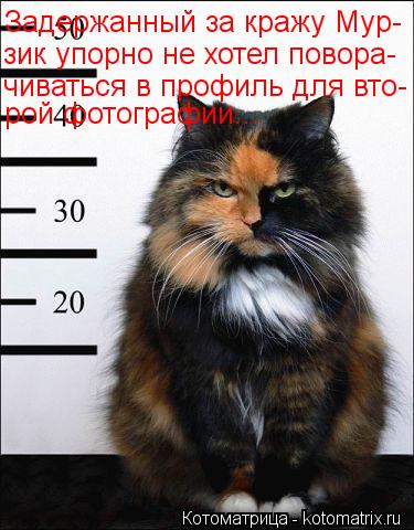 Котоматрица: Задержанный за кражу Мур- зик упорно не хотел повора- чиваться в профиль для вто- рой фотографии...