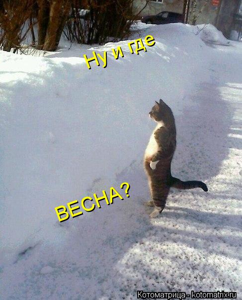 Котоматрица: Ну и где ВЕСНА?
