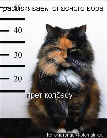 Котоматрица: разыскиваем опасного вора  прет колбасу