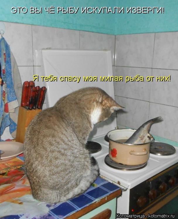 Котоматрица: ЭТО ВЫ ЧЁ РЫБУ ИСКУПАЛИ ИЗВЕРГИ! Я тебя спасу моя милая рыба от них!