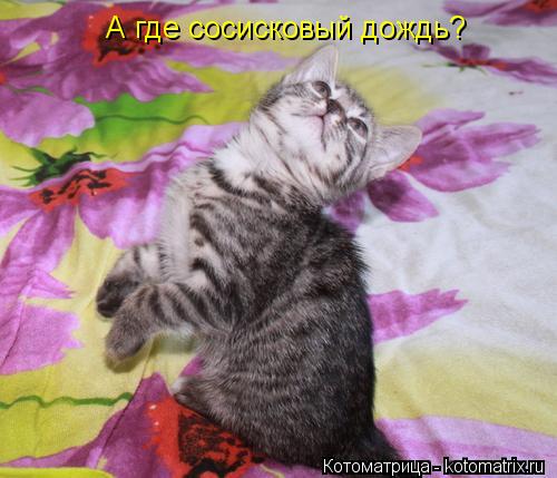Котоматрица: А где сосисковый дождь?