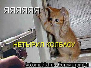 Котоматрица: ЯЯЯЯЯЯ НЕТЫРИЛ КОЛБАСУ НЕТЫРИЛ КОЛБАСУ