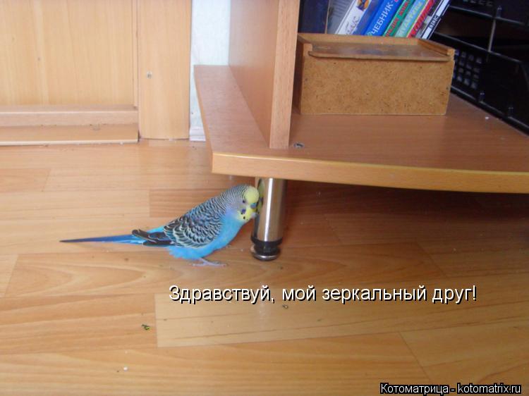 Котоматрица: Здравствуй, мой зеркальный друг!
