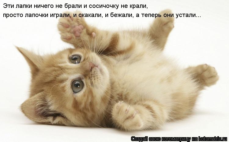 Котоматрица: Эти лапки ничего не брали и сосичочку не крали, просто лапочки играли, и скакали, и бежали, а теперь они устали...