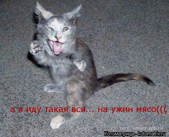 а я иду такая вся... на ужин мясо(((... Котоматрица: а я иду такая вся... на ужин мясо(((