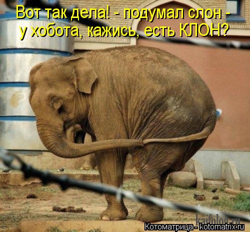 Котоматрица: Вот так дела! - подумал слон - у хобота, кажись, есть КЛОН?