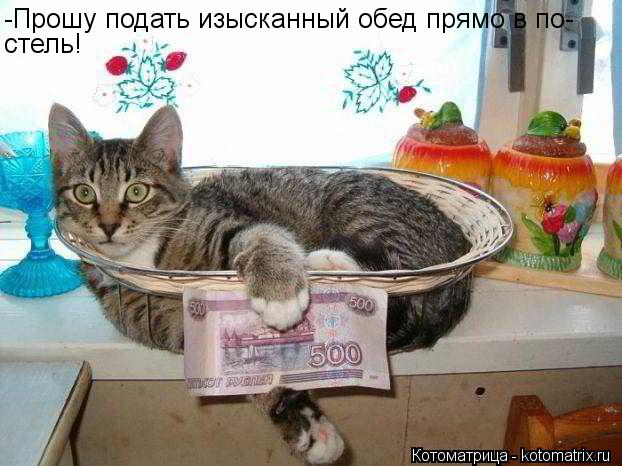 Котоматрица: -Прошу подать изысканный обед прямо в по- стель!