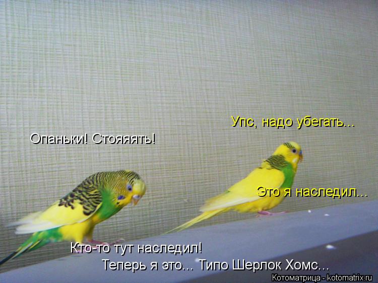 Котоматрица: Опаньки! Стояяять! Кто-то тут наследил! Теперь я это... Типо Шерлок Хомс... Упс, надо убегать... Это я наследил...