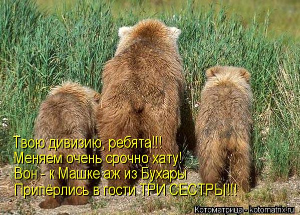 Котоматрица: Твою дивизию, ребята!!! Меняем очень срочно хату! Вон - к Машке аж из Бухары Припёрлись в гости ТРИ СЕСТРЫ!!!