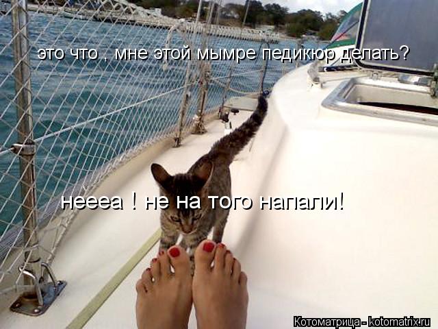 Котоматрица: это что , мне этой мымре педикюр делать? неееа ! не на того напали!