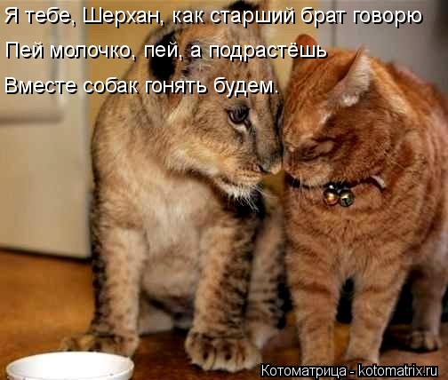Котоматрица: Я тебе, Шерхан, как старший брат говорю Пей молочко, пей, а подрастёшь Вместе собак гонять будем.