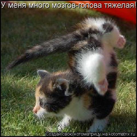 У меня много мозгов-голова тяжелая!... Котоматрица: У меня много мозгов-голова тяжелая!