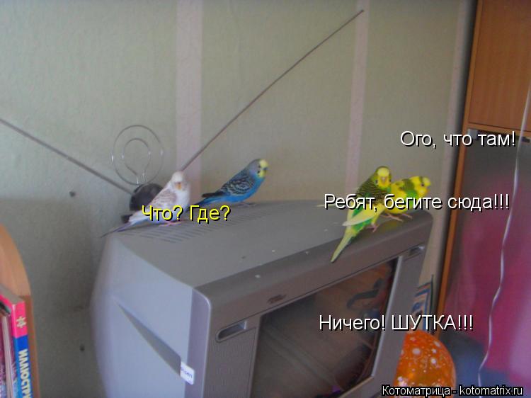 Котоматрица: Ого, что там! Ребят, бегите сюда!!! Что? Где? Ничего! ШУТКА!!!