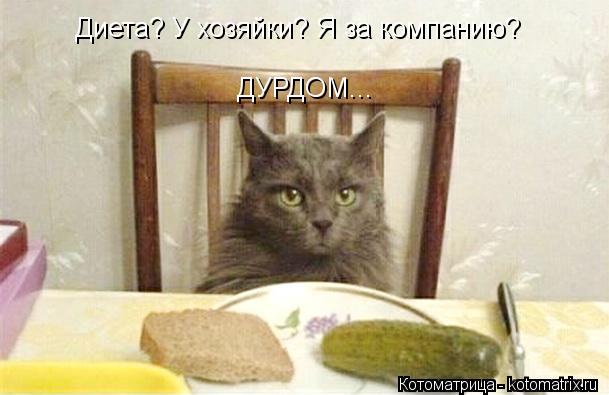 Котоматрица: Диета? У хозяйки? Я за компанию? ДУРДОМ...