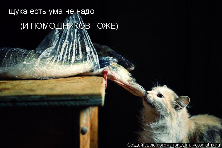 Котоматрица: щука есть ума не надо (И ПОМОШНИКОВ ТОЖЕ)