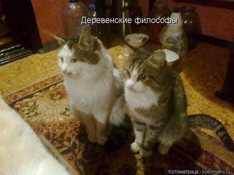 Деревенские философы... Котоматрица: Деревенские философы