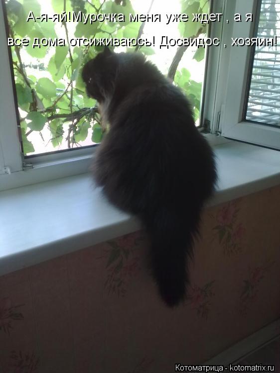 Котоматрица: А-я-яй!Мурочка меня уже ждет , а я  все дома отсиживаюсь! Досвидос , хозяин!