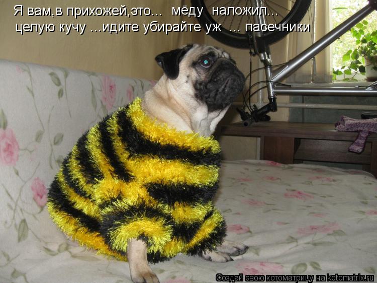 Котоматрица: Я вам,в прихожей,это... мёду  наложил... целую кучу ...идите убирайте уж  ... пасечники