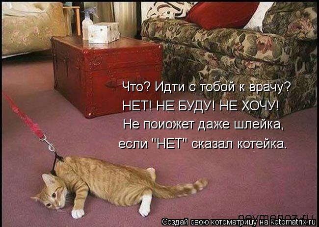 Котоматрица: Что? Идти с тобой к врачу? НЕТ! НЕ БУДУ! НЕ ХОЧУ! Не поиожет даже шлейка, если "НЕТ" сказал котейка.