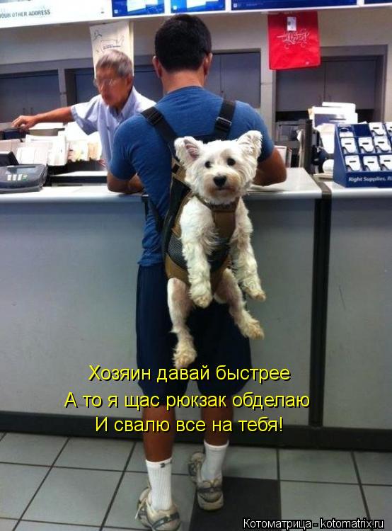 Котоматрица: Хозяин давай быстрее А то я щас рюкзак обделаю  И свалю все на тебя!
