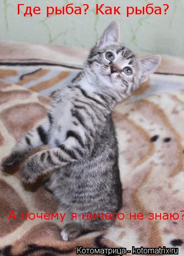 Котоматрица: Где рыба? Как рыба?   А почему я ничего не знаю?