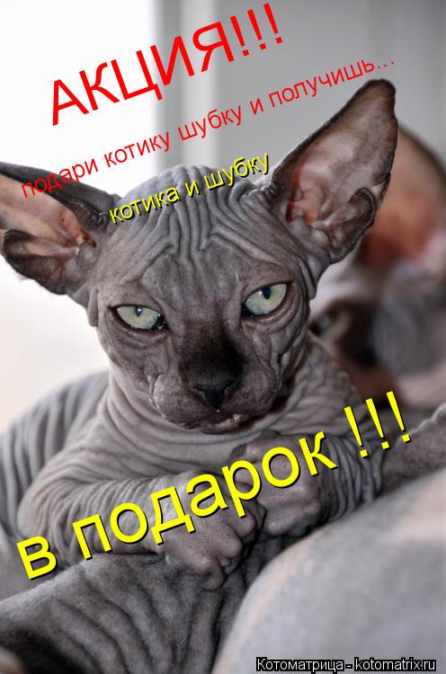 Котоматрица: АКЦИЯ!!! подари котику шубку и получишь... котика и шубку  в подарок !!!