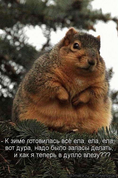 Котоматрица: - К зиме готовилась все ела, ела, ела, вот дура, надо было запасы делать,  и как я теперь в дупло влезу???