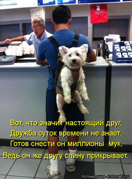Котоматрица: Вот, что значит настоящий друг, Дружба суток времени не знает. Готов снести он миллионы  мук, Ведь он же другу спину прикрывает.