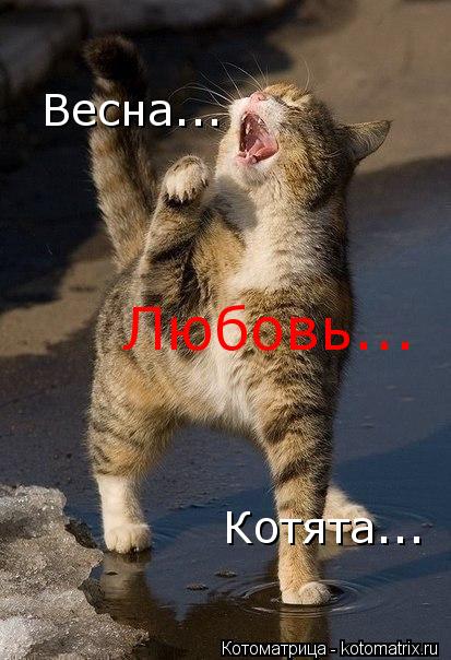 Любовь... Котята... Весна...... Котоматрица: Любовь... Котята... Весна...