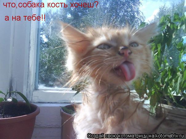 Котоматрица: что,собака кость хочеш? а на тебе!!