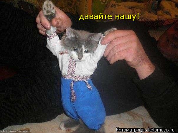 Котоматрица: давайте нашу!