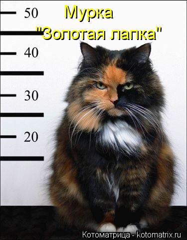 Котоматрица: Мурка  "Золотая лапка"