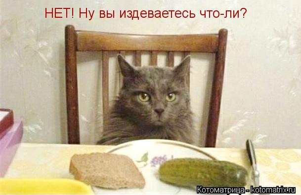 Котоматрица: НЕТ! Ну вы издеваетесь что-ли?