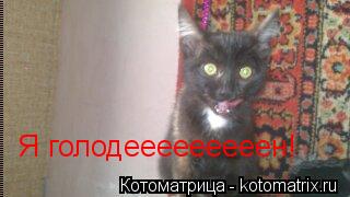 Я голодееееееееен!... Котоматрица: Я голодееееееееен!