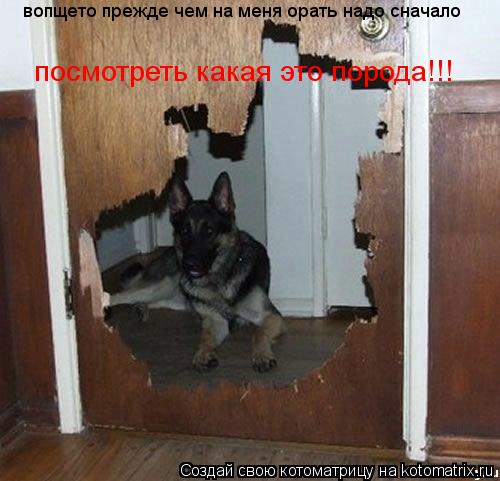 Котоматрица: вопщето прежде чем на меня орать надо сначало  посмотреть какая это порода!!!