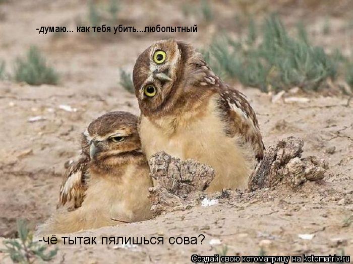 -чё тытак пялишься сова? -думаю... как тебя убить...любопытный... Котоматрица: -чё тытак пялишься сова? -думаю... как тебя убить...любопытный