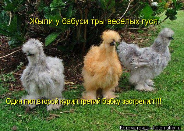 Котоматрица: Жыли у бабуси тры весёлых гуся Один пил,второй курил,третий бабку застрелил!!!!