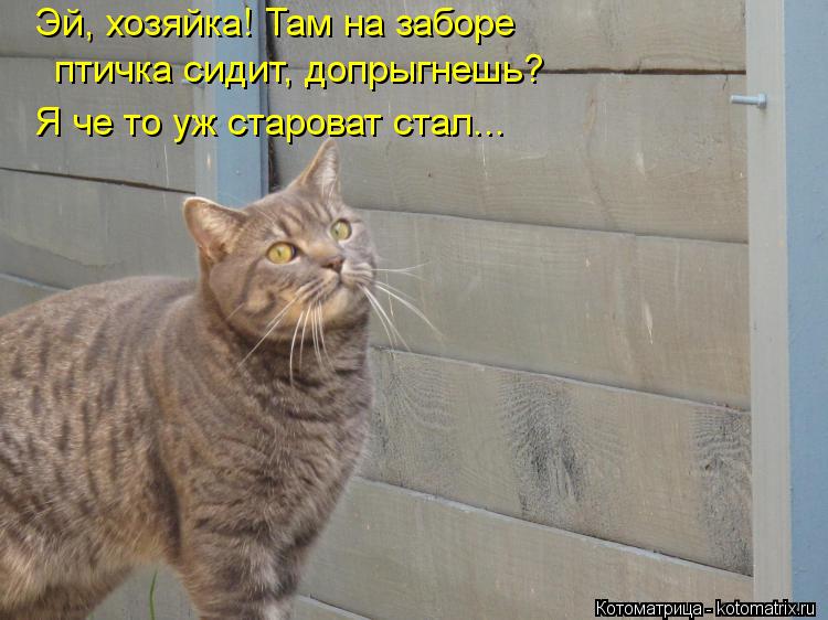 Котоматрица: Эй, хозяйка! Там на заборе птичка сидит, допрыгнешь? Я че то уж староват стал...