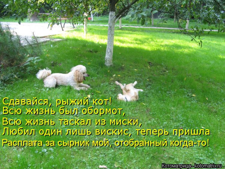 Котоматрица: Сдавайся, рыжий кот! Всю жизнь был обормот, Всю жизнь таскал из миски, Любил один лишь вискис, теперь пришла Расплата за сырник мой, отобранн