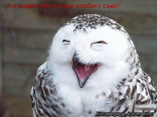 Котоматрица: А я видел как ты мою колбасу съел!