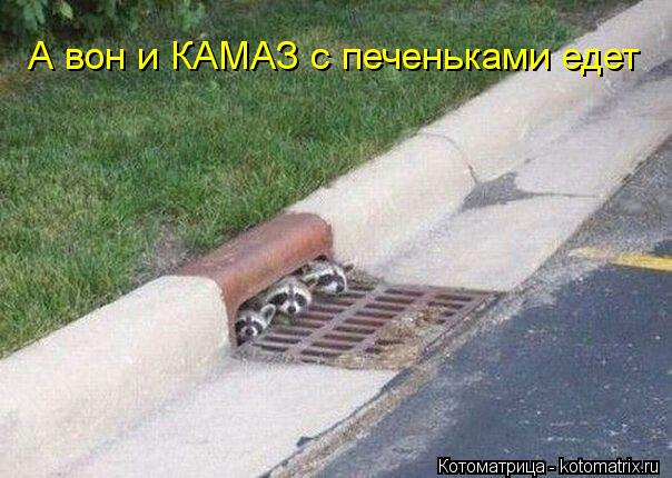 А вон и КАМАЗ с печеньками едет... Котоматрица: А вон и КАМАЗ с печеньками едет
